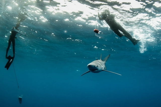  Plongée sous-marine aux Açores 