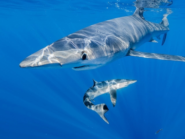  Requins bleus dans les profondeurs des Açores 