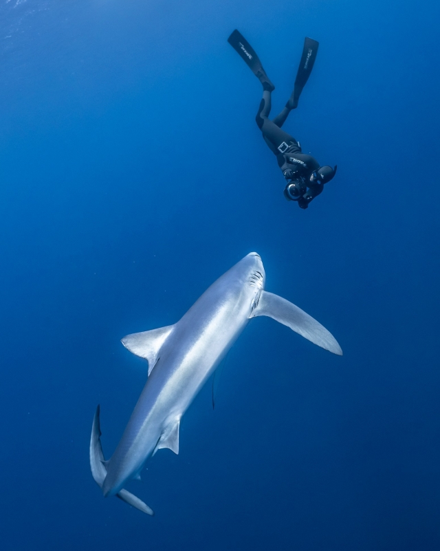  Compagnie surprenante dans les fonds marins 