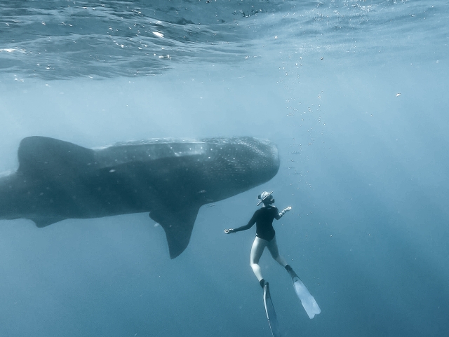  Requins baleines au fond de l'Atlantique 