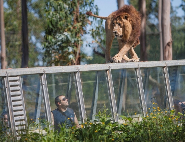 Découvrez par vous-même les lions d'Asie 