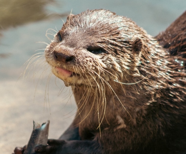  Plus de 600 animaux dans nos installations 