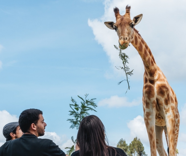 Profitez de la compagnie des girafes à Porto
