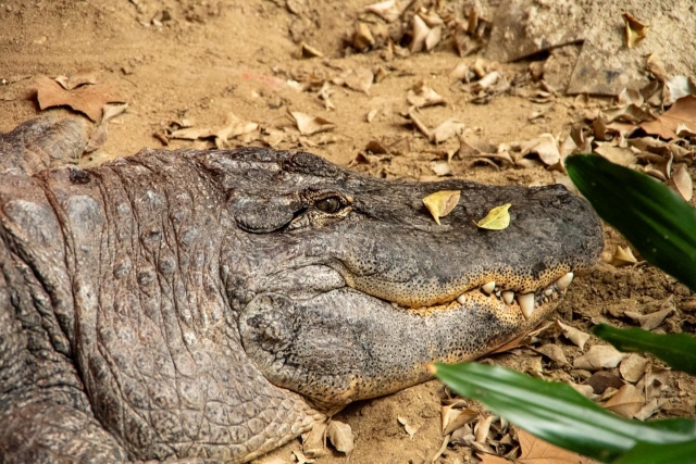Caimán americano gigante