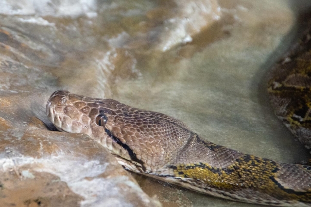 Serpiente Casa de los reptiles