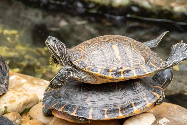 Tortuga Egipcia