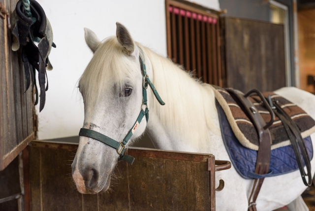  cheval blanc à Cavaliças 