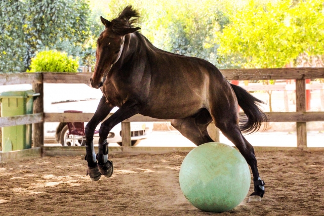 Horse jouer au centre équestre 