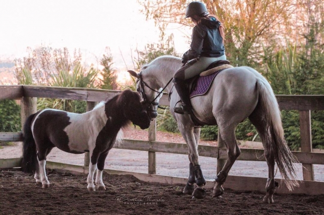  chevaux au centre équestre de Valongo 