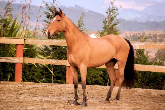 Horse surplombant Valongo Sierra 
