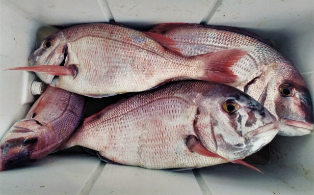  Große Fischerei 