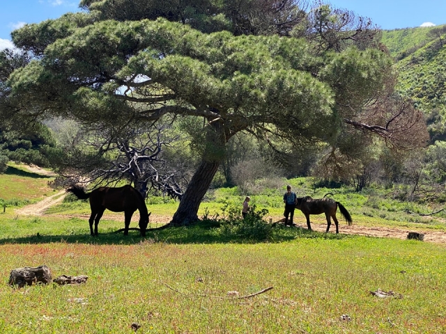  Repos des chevaux 