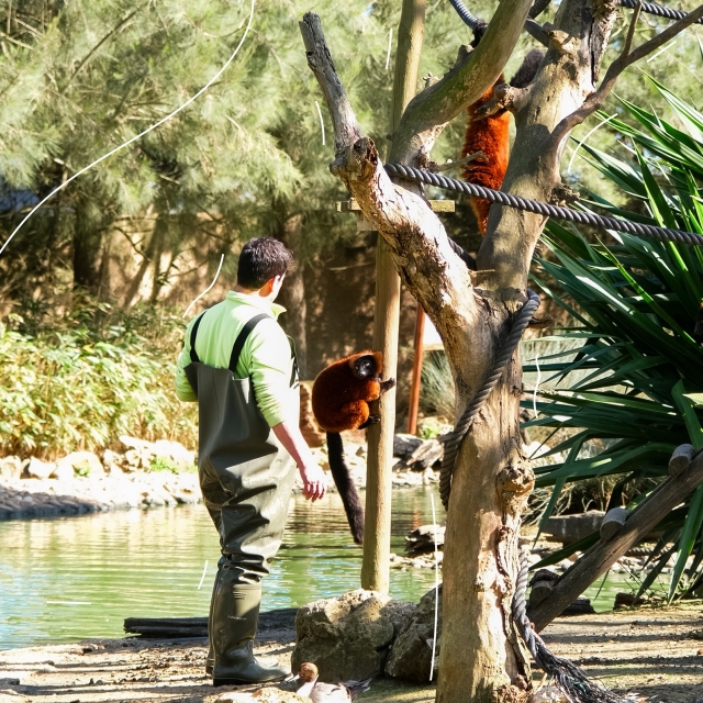 Alimentando a nuestros animales
