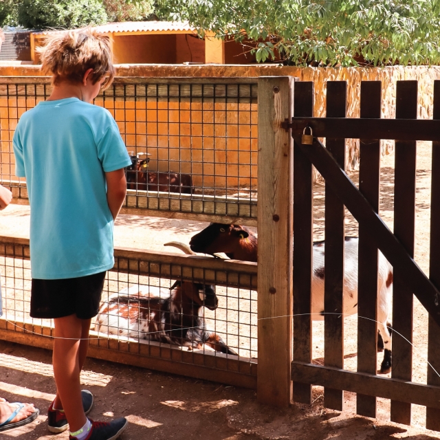 Niño con nuestros animales