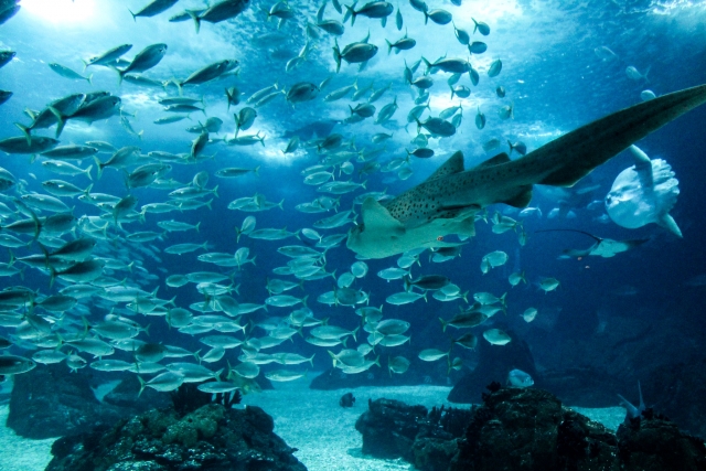 Nuestras especies marinas