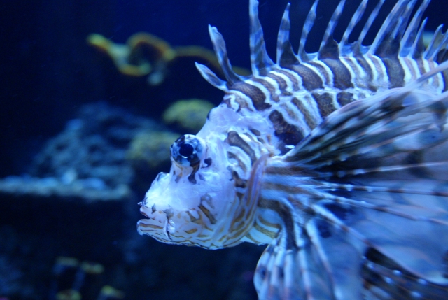 Pez de Sea Life