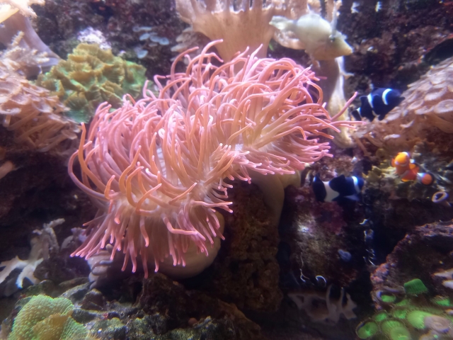 Entrada al Sea Life Oporto