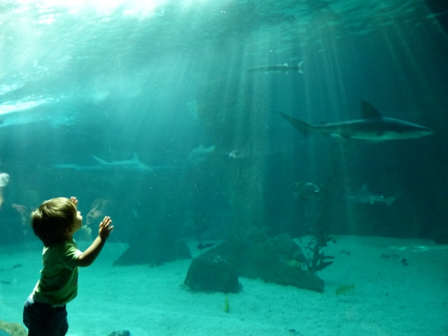 Niño mirando los peces
