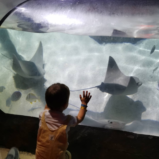 Niño observando las rayas