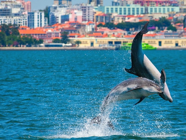  I delfini che saltano a Setúbal 