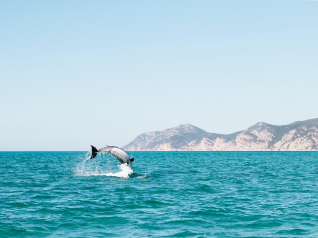  Il salto dei delfini 