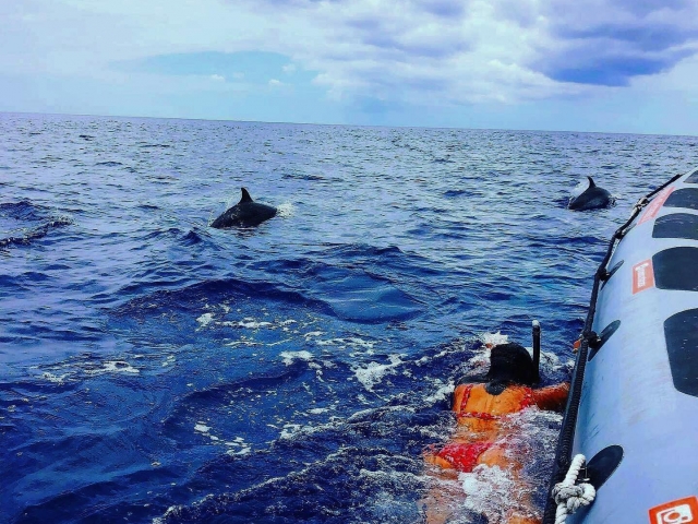 Observação e nado com golfinhos na Madeira, 2'5h