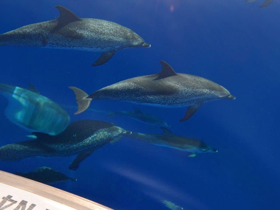 Golfinhos nadando perto do barco