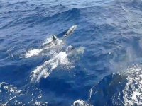 Delfines saltando en el agua