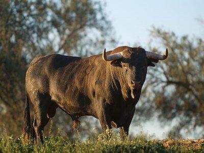 Visita ganadería brava en Gerena Sevilla 2h y 30 m