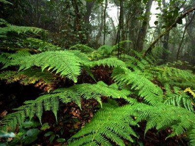 Ruta de senderismo por El Cedro en La Gomera