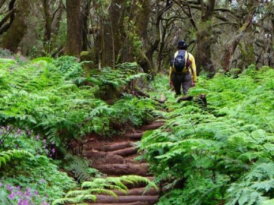 Route through the Enchanted Forest from Santiago 4h