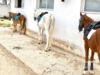  Cavalos preparados para a aula 