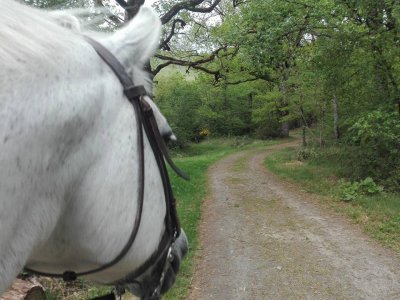Acercamiento al caballo y paseo por el bosque Orgi