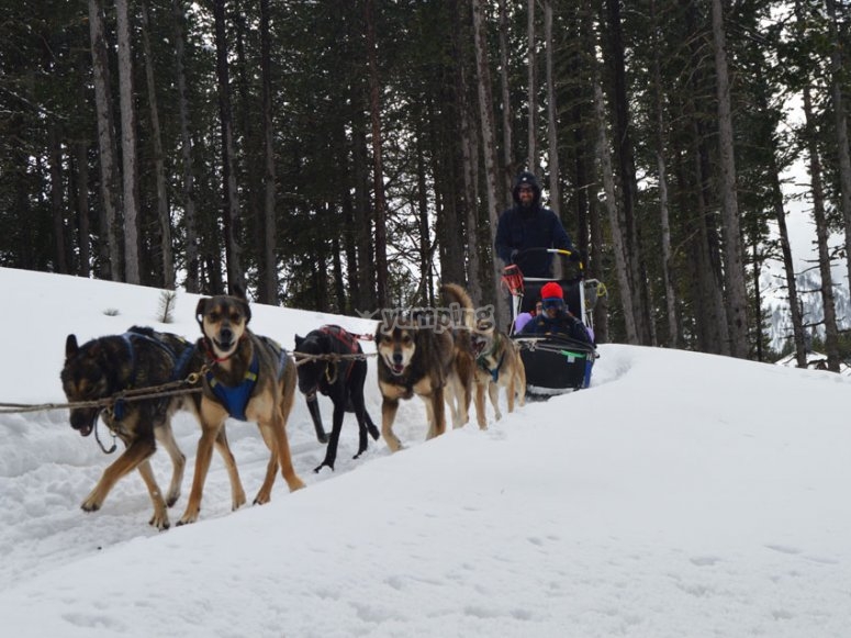 Perros de trineo