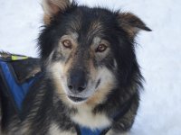 Husky siveriano