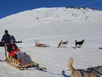  En traîneau mushing 