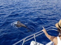  Walbeobachtung auf Teneriffa 