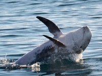  Repérer les dauphins 