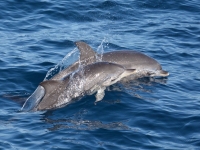 Watching dolphins from the boat