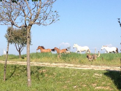 Passeggiata a cavallo e pranzo per 2 a Calera e Chozas