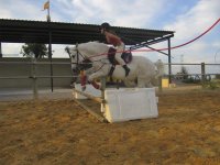  Cours d'équitation et de saut d'obstacles 