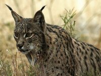  Iberian lynx sighting