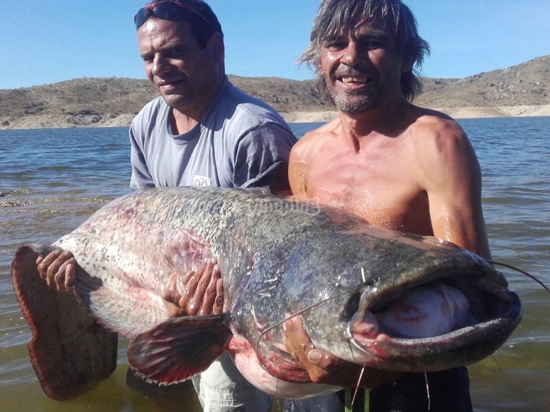 Siluro gigante entre 2