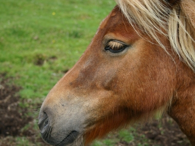 Ponyreiten Vielha/viella