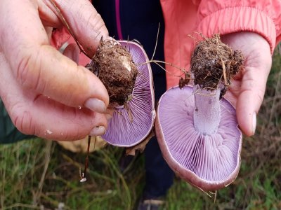 Jornadas de micología en Becerril de la Sierra