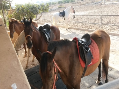 Paseo a caballo en Arenales del Sol 1 hora