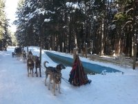  Chiens en position de lancer 