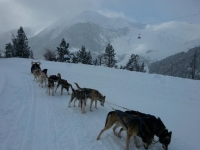 Mushing at dusk 