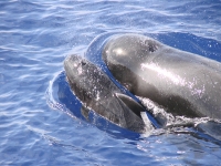  Dolphins swimming near our boat 