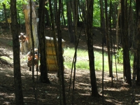 Partida en el bosque